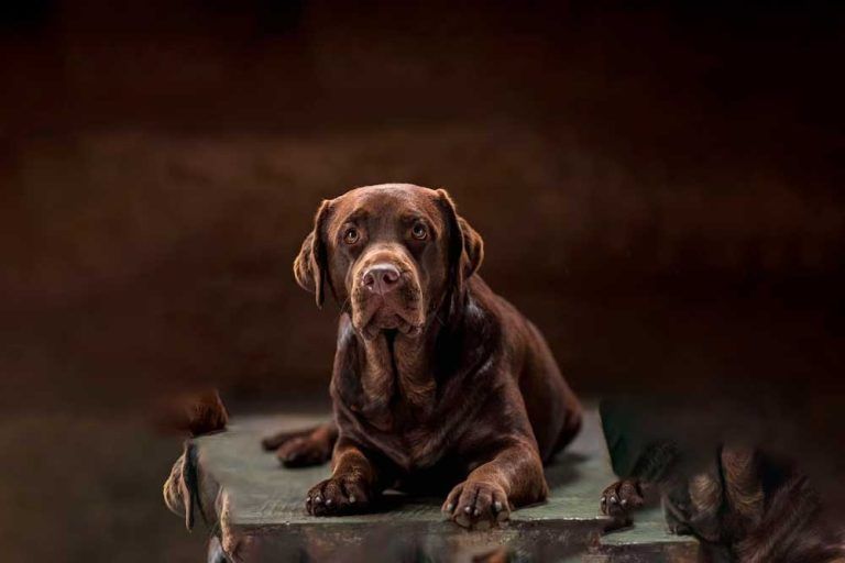 5 Récord Guinness Logrados Por Perros