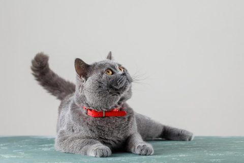 5 Récord Guinness Logrados Por Gatos