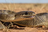 La Serpiente Más Venenosa del Mundo