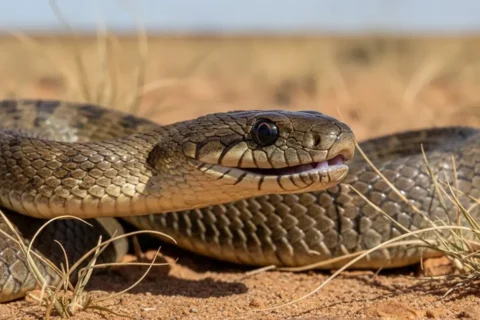 La Serpiente Más Venenosa del Mundo