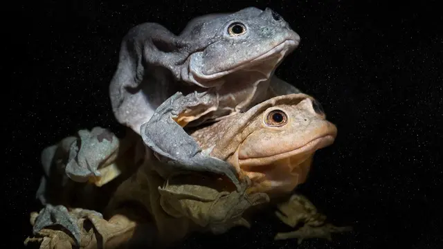 Representación de dos ranas en apareamiento