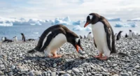 Un pingüino macho entregando una piedra pequeña y lisa a una hembra en la Antártida.